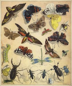 Insekter (chromolitho)